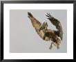 Brown Pelican Flying With Nest-Building Material, Little Bird Key, Tierra Verde, Florida, Usa by Arthur Morris Limited Edition Print