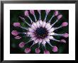 Close-Up Of Spoon Daisy Or Nasinga Purple Flower, Maui, Hawaii, Usa by Nancy & Steve Ross Limited Edition Pricing Art Print