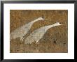 Sandhill Cranes In Marsh Prepare For Takeoff, Bosque Del Apache National Wildlife Reserve by Arthur Morris Limited Edition Print