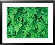 Northern Beech Fern, Adirondack Park, Mt. Marcy, New York, Usa by Jerry & Marcy Monkman Limited Edition Print