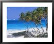 Palm Trees And Beach, Bottom Bay, Barbados, Caribbean, West Indies, Central America by John Miller Limited Edition Pricing Art Print