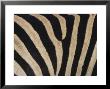 Plains Zebra, Burchell's Zebra, Equus Burchellii, Khwai River, Botswana, Africa by Thorsten Milse Limited Edition Pricing Art Print