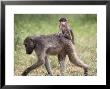 Young Chacma Baboon Riding On Adult's Back In Kruger National Park, Mpumalanga, Africa by Ann & Steve Toon Limited Edition Pricing Art Print