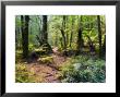 Tree Ferns And Myrtle Beech Trees In The Temperate Rainforest, Australia, Pacific by Jochen Schlenker Limited Edition Print