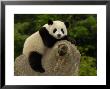 Giant Panda Baby, Wolong China Conservation And Research Center For The Giant Panda, China by Pete Oxford Limited Edition Print