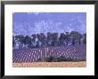 Lavender Fields In Provence by Martina Meuth Limited Edition Pricing Art Print