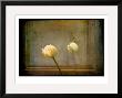 White Tulip Against Framed Mirror by Mia Friedrich Limited Edition Print