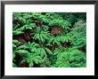 Evergreen Tree Ferns, Victoria, Australia by Oliver Strewe Limited Edition Print