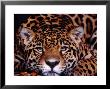 Portrait Of A Jaguar, Brazil by Mark Newman Limited Edition Print