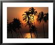 Sunset Through The Coconut Palms On Mandrem Back Beach by Paul Bigland Limited Edition Pricing Art Print