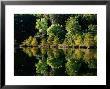 Cypress Trees Reflected In Water, Mountain Fork River by John Elk Iii Limited Edition Pricing Art Print