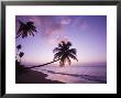 Palm Trees Silhouetted At Sunset, Coconut Grove Beach At Cade's Bay by Greg Johnston Limited Edition Print