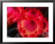 Close-Up Of A Protea, Growing On The Slopes Of Haleakala National Park by Ann Cecil Limited Edition Print