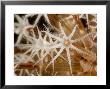 Closeup View Of Coral Polyps, Bali, Indonesia by Tim Laman Limited Edition Print