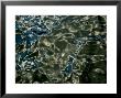 Abstract View Of The Surface Of The Water, Groton, Connecticut by Todd Gipstein Limited Edition Print