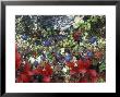 Blueberry Plants And Mosses, Alaska by Rich Reid Limited Edition Print