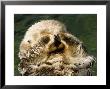 Closeup Of A Captive Sea Otter Covering His Face by Tim Laman Limited Edition Print