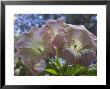 Closeup Of Angels Trumpet Flowers, California by Rich Reid Limited Edition Print