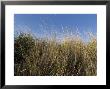 Close-Up Of Aquatic Grass Against A Blue Sky, Block Island, Rhode Island by Todd Gipstein Limited Edition Print