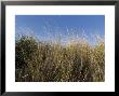Close-Up Of Aquatic Grass Against A Blue Sky, Block Island, Rhode Island by Todd Gipstein Limited Edition Pricing Art Print