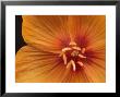 Arizona Poppy by George Grall Limited Edition Pricing Art Print