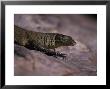 Head And Front Leg Claw Detail Of A Mertens Water Monitor Sun Basking, Australia by Jason Edwards Limited Edition Print