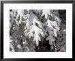 Detail Of Snow On Conifer Branches by Tim Laman Limited Edition Print