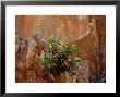 Goodenia Grandiflora Precariously Growing From A Desert Cliff Face, Australia by Jason Edwards Limited Edition Print
