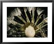 Extreme Close-Up Of The Seedhead Of A Dandelion by Sylvia Sharnoff Limited Edition Pricing Art Print