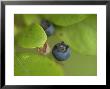 Northern Highbush Blueberries Ripen On The Bush by Stephen Alvarez Limited Edition Print