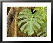 Philodendron Grows On The Side Of The Trunk Of A Strangler Fig Tree, Singapore by Tim Laman Limited Edition Print