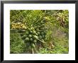 Papaya Fruit Grows On A Tree In Hawaii by Stacy Gold Limited Edition Print