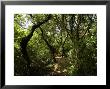 Tree Lined Nature Path On A Summer Afternoon by Todd Gipstein Limited Edition Print