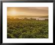 Vineyards At Sunset, Virginia by Kenneth Garrett Limited Edition Print