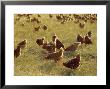 Flock Of Free Range Chickens On An Open Grassland Farm Plain by Jason Edwards Limited Edition Print