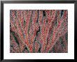 Close View Of A Red Gorgonian Coral With Feeding Tentacles Extended by Tim Laman Limited Edition Print
