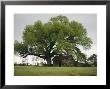 Old Log Cabin Under A Large Tree by Raymond Gehman Limited Edition Print