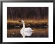 Trumpeter Swan Shaking Water Droplets From It's Head by Michael S. Quinton Limited Edition Print