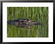 Crocodile And Its Reflection Right At The Water's Surface by Randy Olson Limited Edition Print