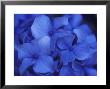 Close View Of Blue Hydrangea Flowers, Cape Cod, Massachusetts by Darlyne A. Murawski Limited Edition Print