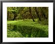 Meadow Inside The Quinault Valley Rain Forest by Darlyne A. Murawski Limited Edition Print