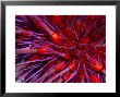 Close-Up Of Red Sea Urchin, A Favorite Food Of The Sea Otter by Paul Nicklen Limited Edition Print