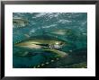Yellowfin Tuna Are Cage-Fed To Improve The Quality Of Their Meat by Brian J. Skerry Limited Edition Print