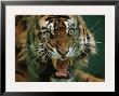Close-Up Of A Snarling Tiger (Panthera Tigris) by Michael Nichols Limited Edition Print