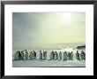 Emperor Penguins, Antarctica by Michael Rougier Limited Edition Print