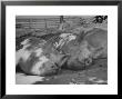 Yorkshire Hogs Smirking With Comfort In Pen On Curtiss Farms Owned By The Curtiss Candy Co. by Wallace Kirkland Limited Edition Print