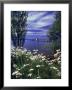 Overview Of Wildflowers, Trees And Lake by Lee Peterson Limited Edition Pricing Art Print