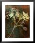 Wilted White Rose And Baby's Breath by Robert Cattan Limited Edition Print