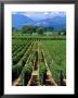 Vineyard, Calistoga, Napa Valley, California by John Alves Limited Edition Print
