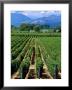 Vineyard, Calistoga, Napa Valley, California by John Alves Limited Edition Pricing Art Print